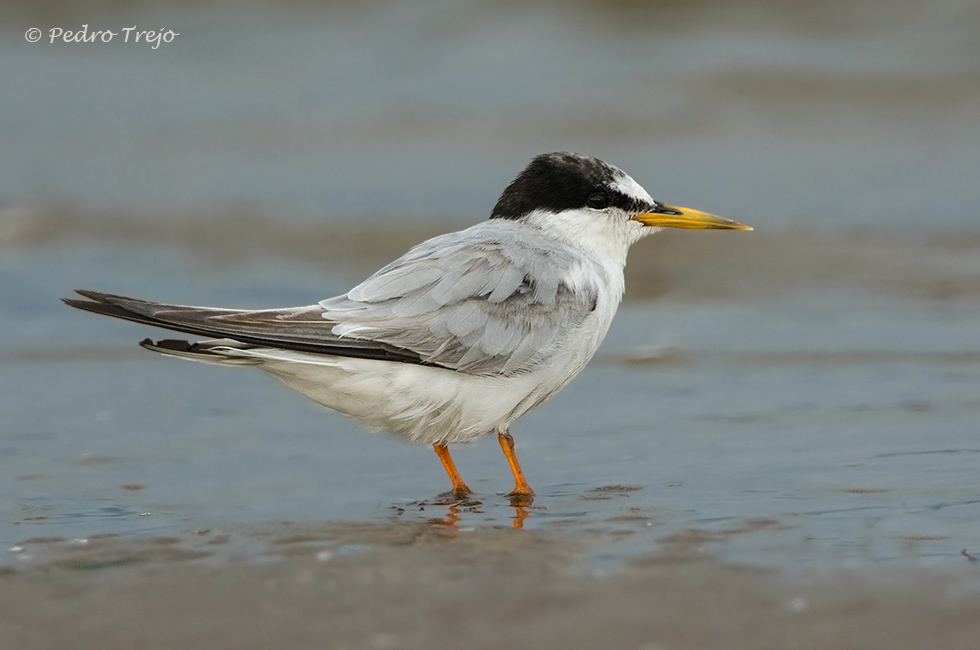 Charrancito (Sterna albifrons)